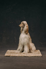 The Lola Pet Pad | Forest Fawn